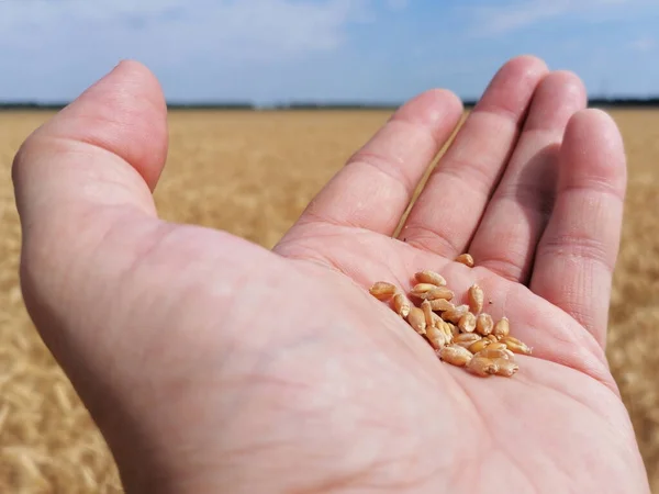 Grains of ripe golden wheat on the hand of a farmer. In the background a field of grain, horizon and a blue sky. Beginning of harvest and agricultural works