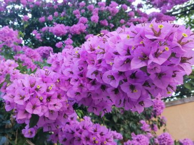 Pembe çiçekleri, yaprakları ve anterleri kapayın büyük bir boungainvillea olan Bougainvillea Spectabilis 'in dallarına. Becici, Karadağ, Adriyatik kıyıları, Akdeniz