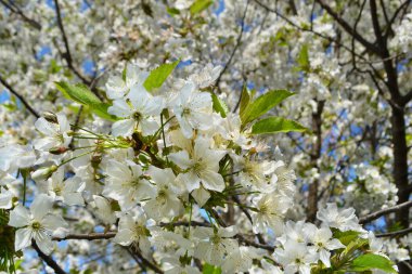 Kiraz dallarında güzel beyaz çiçekler. Baharın başlangıcı. Arka planda bir gölgelik ve mavi bir gökyüzü