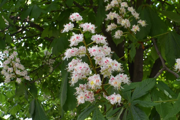 Closeup Blooming Flowers Branch Wild Chestnut Castanea Sometimes Called Horse — Stock Photo, Image