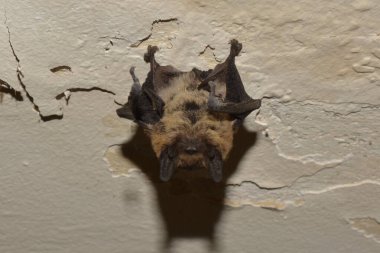 Bat clinging to the ceiling by its feet. Closeup of  head, nose, eyes, belly, wings and legs. Vespertilio genus, species Leisler's bat