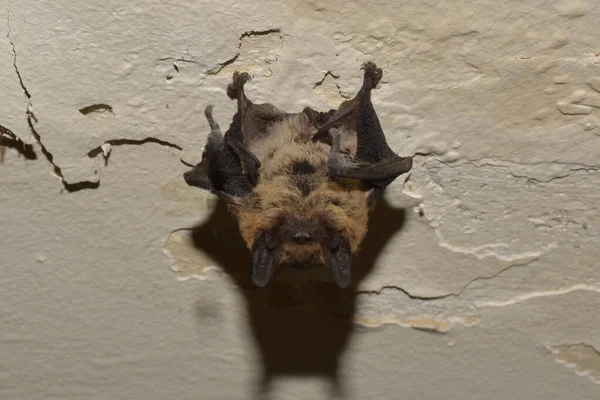 Bat Clinging Ceiling Its Feet Closeup Head Nose Eyes Belly — Fotografia de Stock