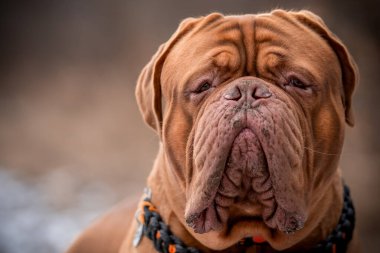 Büyük bir köpeğin portresi. Fransız Mastiff cinsinin mükemmel temsilcisi. Bordeaux Büyük Danua.