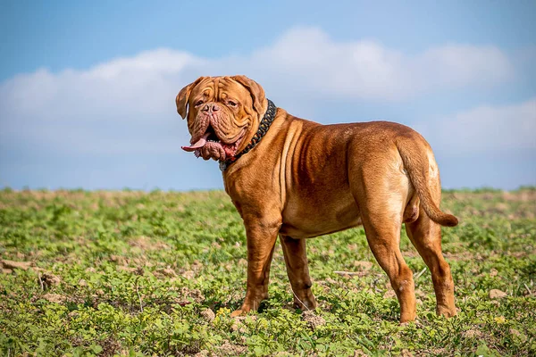 Franse Mastiff Bordeaux Grote Deen Mooie Vertegenwoordiger Van Het Ras — Stockfoto