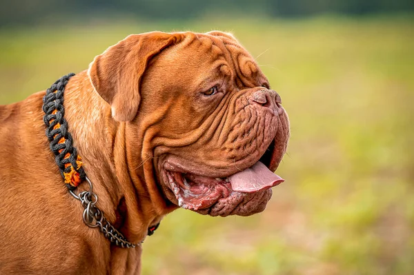 Francouzský Mastiff Bordeaux Great Dane Krásný Představitel Plemene — Stock fotografie