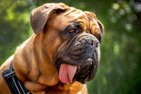 Retrato Grande Bordeaux Great Dane Com Máscara Preta Língua Grande — Fotografia de Stock