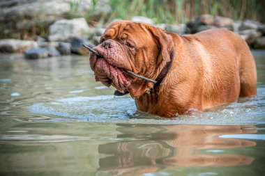 Bordeaux Büyük Danua nehirdeki suda oynuyor.