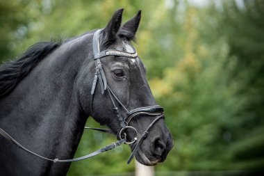 Frizya atı. Siyah ve yeşil arka planda at kafası portresi.