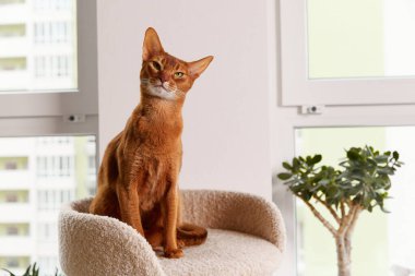 Habeş kedisi kulede oturuyor. Güzel safkan kısa boylu