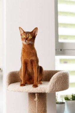 Habeş kedisi kulede oturuyor. Güzel safkan kısa saçlı kedi yavrusu.