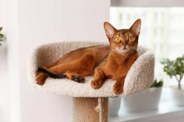 Habeş kedisi kulede yatıyor. Güzel safkan kısa saçlı kedi yavrusu.