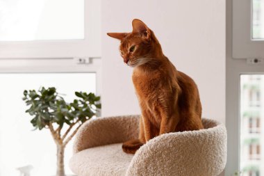 Habeş kedisi kulede oturuyor. Güzel safkan kısa saçlı kedi yavrusu.