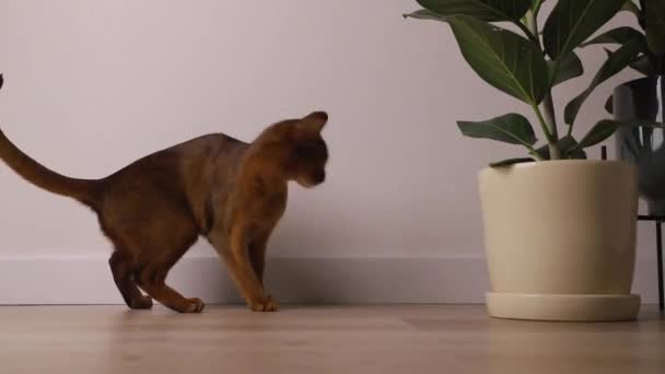 Abyssinian young cat play near a house plant. Beautiful purebred short haired kitten — Stock Video