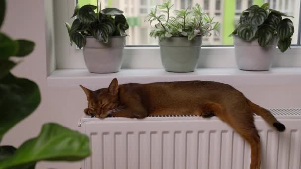 Abisinio gato joven se encuentra en el alféizar de la ventana. Hermoso gatito de pelo corto de pura raza — Vídeo de stock