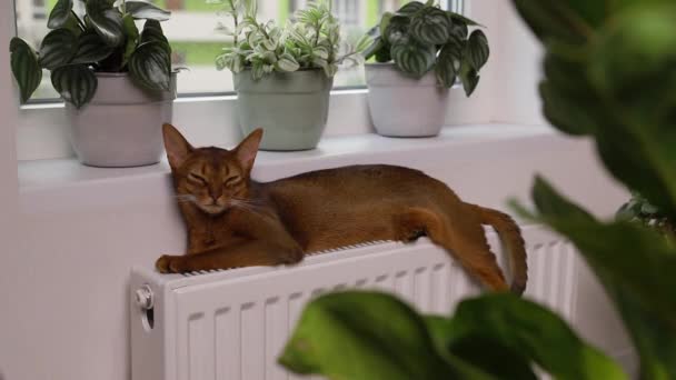 Abessijn jonge kat ligt op de vensterbank. Mooi volbloed kortharig katje — Stockvideo