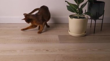 Habeş kedisi bir ev bitkisinin yanında oynuyor. Güzel safkan kısa saçlı kedi yavrusu.