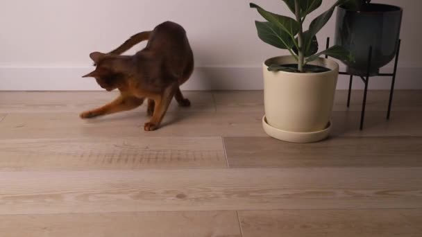 Abessijn jonge kat spelen in de buurt van een huis plant. Mooi volbloed kortharig katje — Stockvideo