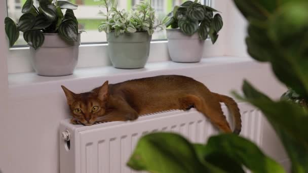 Abisinio gato joven se encuentra en el alféizar de la ventana. Hermoso gatito de pelo corto de pura raza — Vídeos de Stock