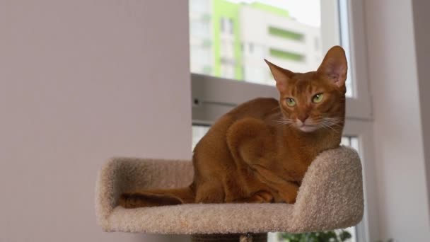 Abessijn jonge kat ligt op toren. Mooi volbloed kort harig huisdier — Stockvideo