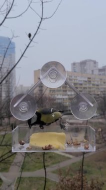 Small bird Great tit eats walnut from a feeder on the window. Winter autumn feeding birds