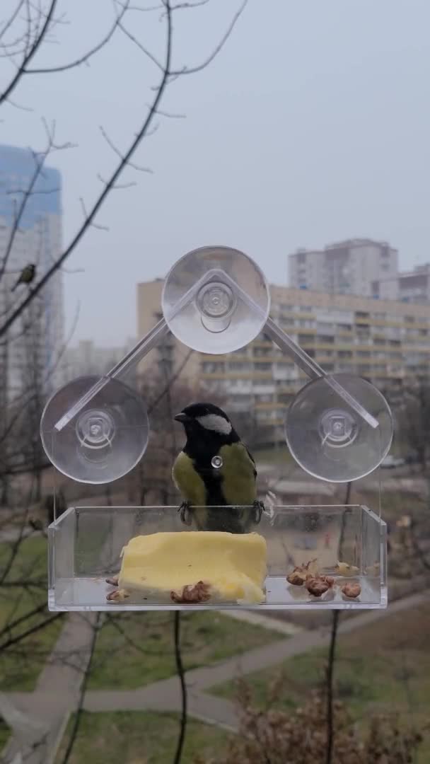 Small bird Great tit eats walnut from a feeder on the window. Winter autumn feeding birds — Vídeo de Stock