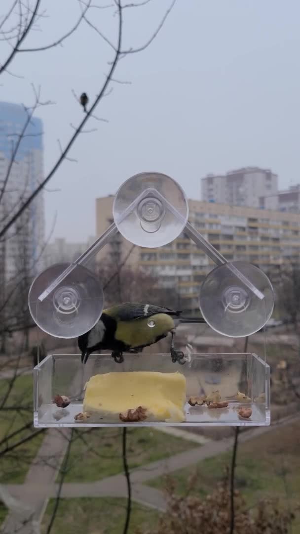 Small bird Great tit eats walnut from a feeder on the window. Winter autumn feeding birds — ストック動画