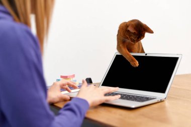 Laptop kullanan Habeş kedisi olan mor kapüşonlu genç bir kadın. Ev kavramından çalış