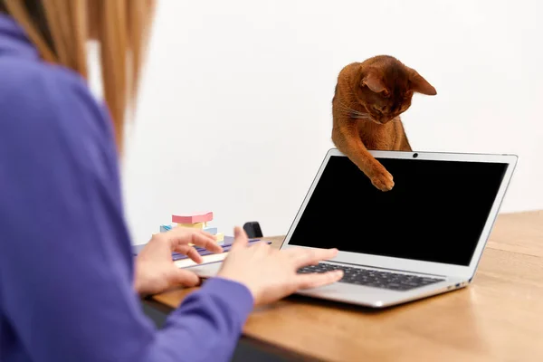 Молода доросла жінка в фіолетовому светрі з пташиним котом, що використовує ноутбук. Робота з домашньої концепції — стокове фото