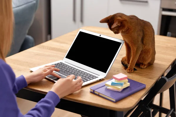 Young adult woman in violet hoodie with abyssinian cat using laptop. Work from home concept — Fotografia de Stock