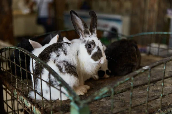 Kaninchen im Käfig zum Verkauf auf der Theke des authentischen ägyptischen Marktes — Stockfoto