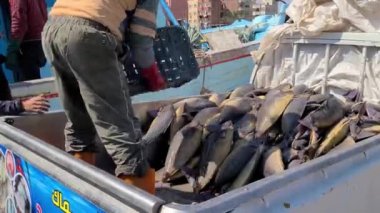 HURGHADA, EGYPT - 19 Şubat 2022: adamlar yakaladıkları balıkları arabaya yüklüyorlar. Teslimat için hazırlanılıyor