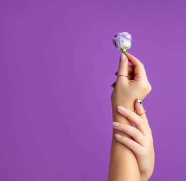 Menekşe arka planında bahar sezonu tasarımı olan güzel kadınların eli. Manikür, pedikür güzellik salonu konsepti