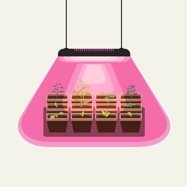 Growing seedlings under the lamp for the garden. Vector Graphics