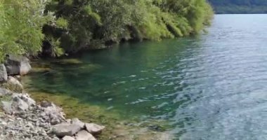 Şeffaf gölde bitkiler ve ağaçlar