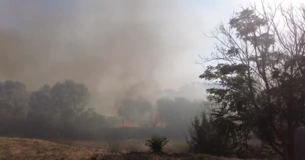 Los Árboles Del Parque Arden Incendio — Vídeo de stock
