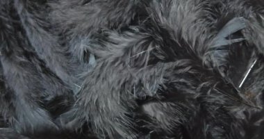 Bir tüy siyah tüylere düşer. Koyu tüylerin kıvrımlı hareketi. 4K yavaş çekim videosu