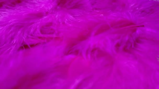 Patrón Plumas Fucsia Las Plumas Pequeñas Flotan Ligera Brisa Plumaje — Vídeos de Stock