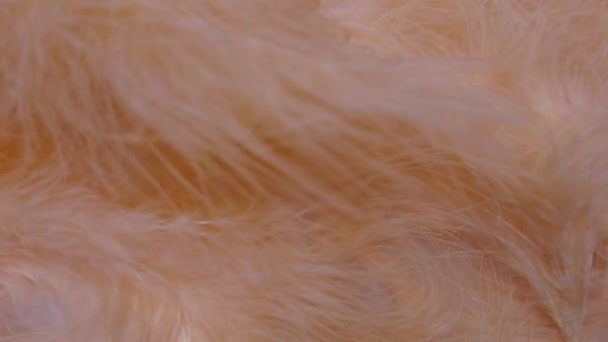 Cream Color Feathers Slow Motion Plumage Pattern Pastel Color Video — Stockvideo