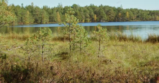 Młode Sosny Rosnące Bagnach Jezioro Las Tle Słoneczny Jesienny Dzień — Wideo stockowe