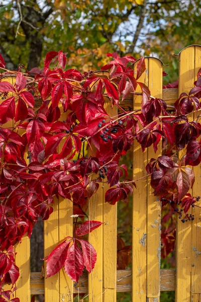 Ветви Красного Дикого Винограда Листьями Желтых Деревянных Досках Лосень Старинной — стоковое фото