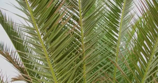 Gros Plan Des Feuilles Palmier Balancent Dans Vent Par Une — Video