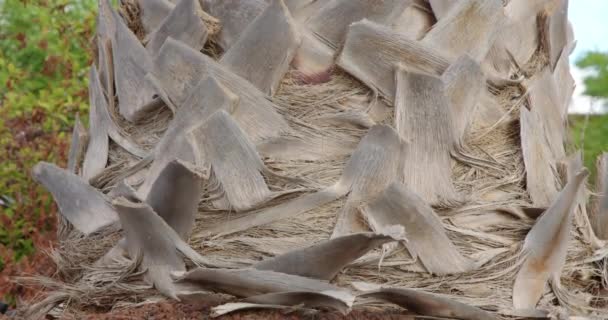 Primer Plano Del Tronco Una Palmera Una Isla Tropical Tiro — Vídeos de Stock