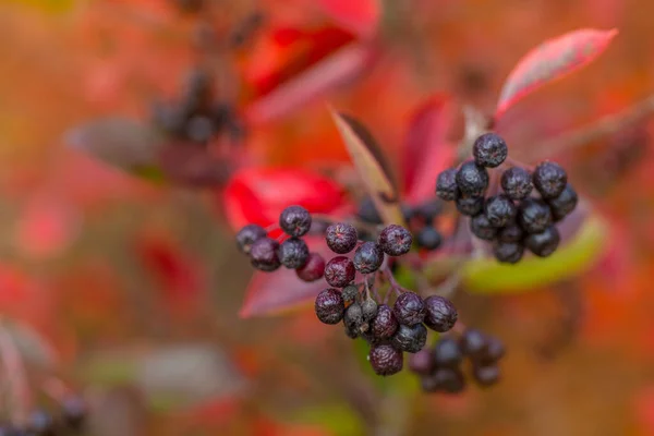 Bright Autumn Background Leaves Fruits Chokeberry Bush Copy Space Text — Stock Photo, Image