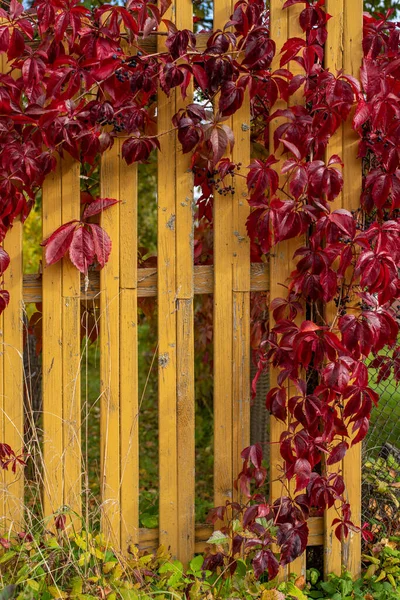 Branches Red Wild Grapes Leaves Yellow Wooden Fence Boards Foliage — Stock Photo, Image