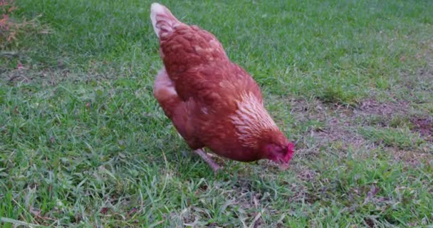 Chicken Looking Food Ground Yard Farm Poultry Farm — Stock Video