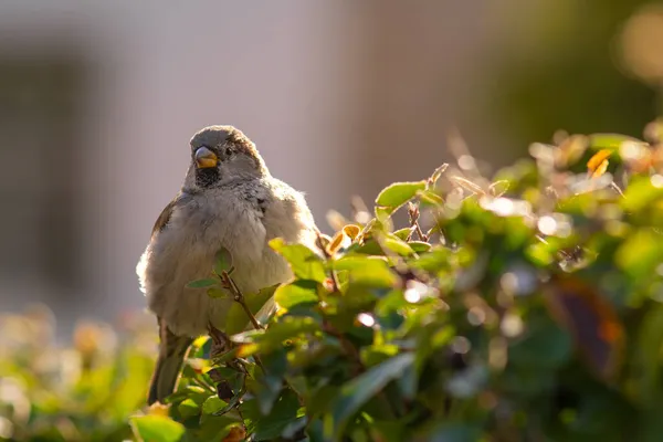 Městský Pták Little House Sparrow Bird Passer Domesticus Sedí Keři — Stock fotografie
