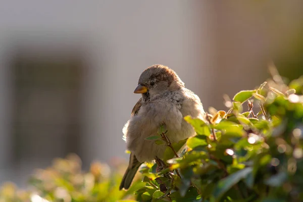 Πουλί Της Πόλης Little House Sparrow Πουλί Passer Domesticus Κάθεται — Φωτογραφία Αρχείου