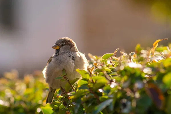 Uccello Città Uccellino Passero Domestico Passer Domesticus Seduto Sul Cespuglio — Foto Stock