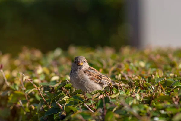 Uccello Città Uccellino Passero Domestico Passer Domesticus Seduto Sul Cespuglio — Foto Stock