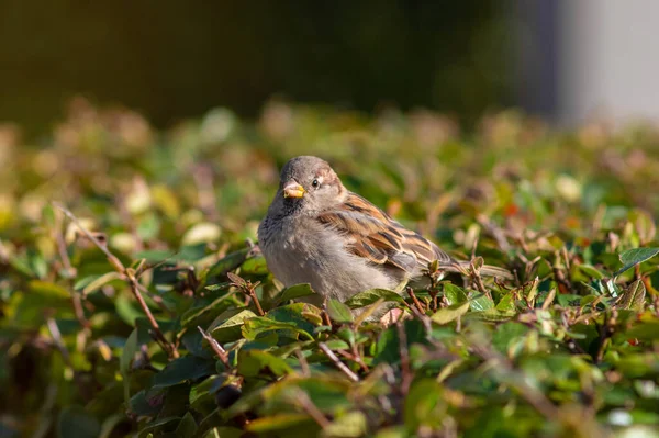 Městský Pták Little House Sparrow Bird Passer Domesticus Sedí Keři — Stock fotografie